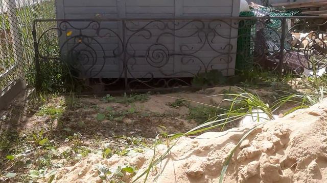 Невский маскарадный котенок играет в саду. ЛавИсса счастлива! смотреть онлайн