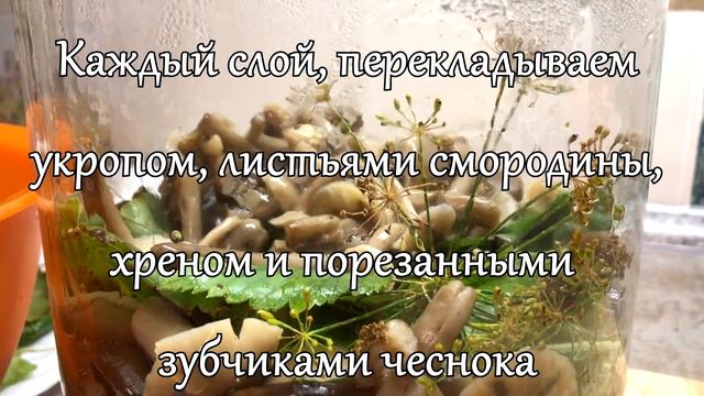 Засолка опят. смотреть онлайн