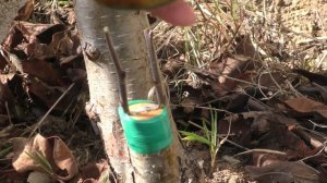 Прививаем хурму на мушмулу!