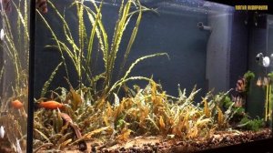 Водоросли в аквариуме | Почему водоросли в аквариуме | Как избавиться от водорослей в аквариуме