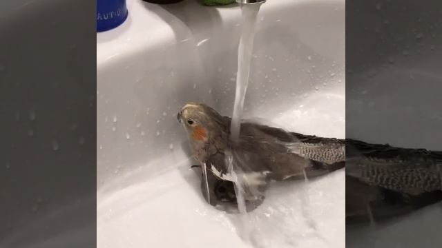 Попугай карела смотреть онлайн