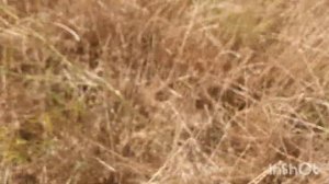 коп монет с гарретт ат макс или как мне люлей дали