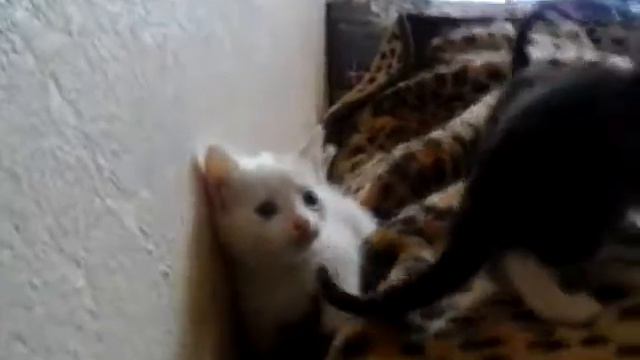 Котята в добрые руки смотреть онлайн