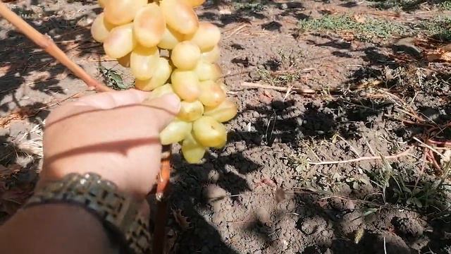 Виноград Щедрый, Стандарт(Калугин В.М.)виноградник Король В. Н. г. Краснодар 25.09.23г смотреть онлайн