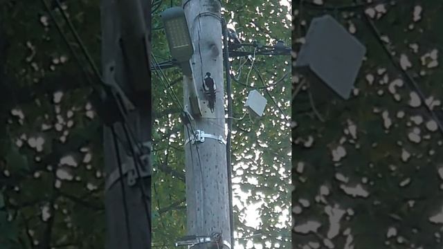 Дятел за работой. Загородная жизнь.