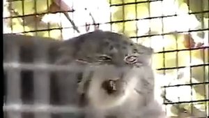 Манул мяукает