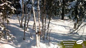 Видео с самой компактной фотоловушки MINI301