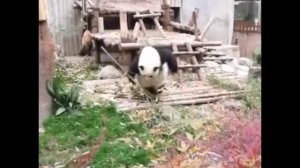 Настоящая Кунг-фу Панда видео