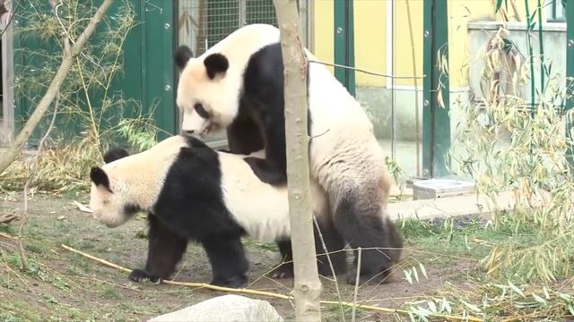 Panda    Animals Mating#Панда  Спаривание животных