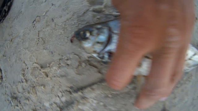 Полное видео. Десна, Низшая Дубечня. Рыбалка с ночевкой 15-16 мая. смотреть онлайн