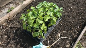 Высаживаю в открытый грунт баклажаны и перцы ..mp4