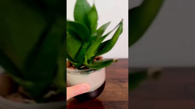 Propagating a Sansevieria Black Dragon. Размножение сансевиерии Черный дракон. смотреть онлайн