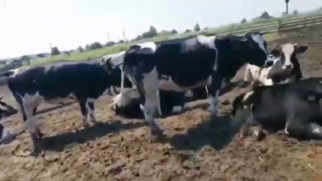 Нетели Черно пестрой породы от 12 07 2022 г