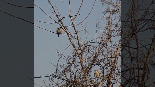 Чистим пёрышки. смотреть онлайн