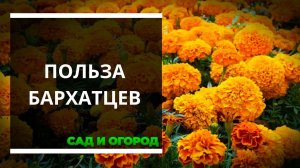 Бархатцы  особенности и польза цветов