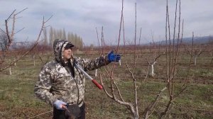 черешня сорт валовой 3. формировка KGB.  подвой вишня.