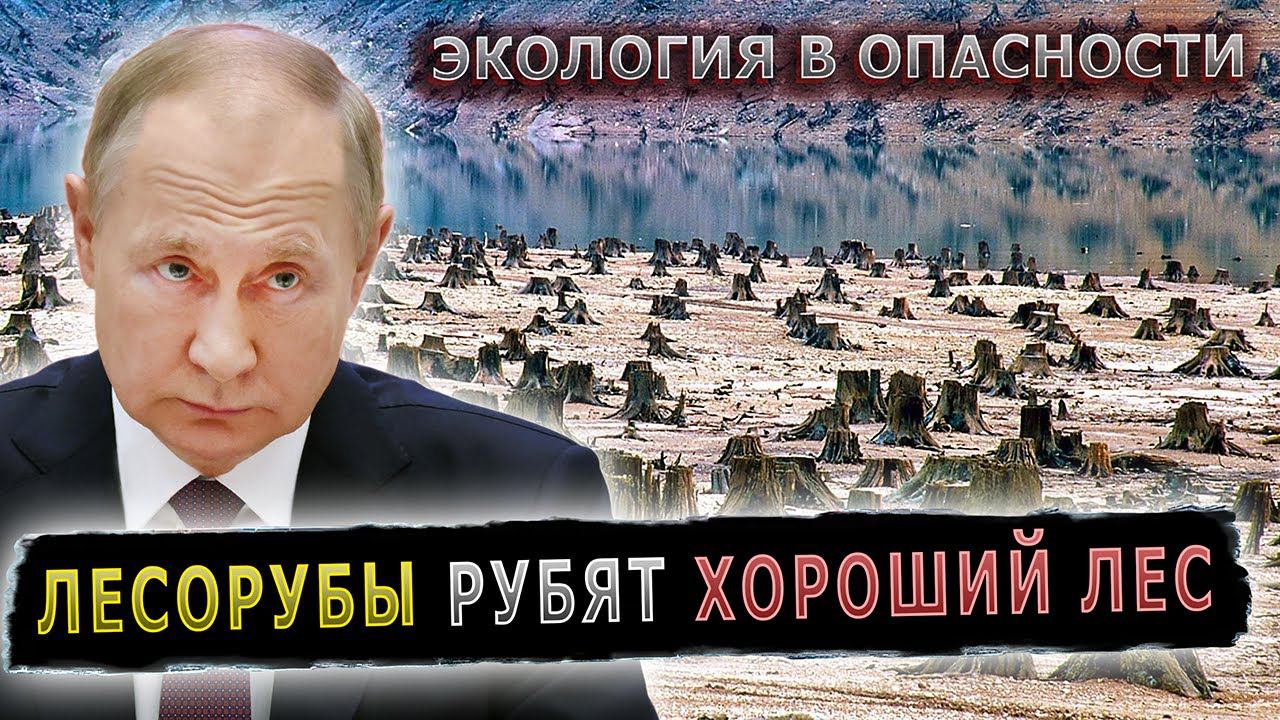 НЕЗАКОННЫЕ ВЫРУБКИ ПРЯМО ПОД НОСОМ КРЕМЛЯ #пранк #пранки #лес #лесорубы #вырубка смотреть онлайн