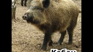 Животный мир России. География.