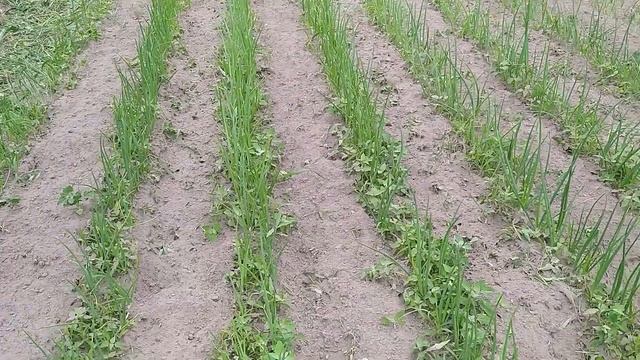 Прополка кукурузы культиватором Wortex RC 3612 смотреть онлайн