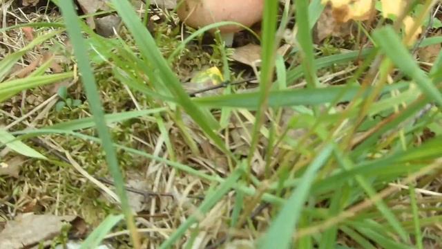 Собираем сыроежки и лисички. смотреть онлайн