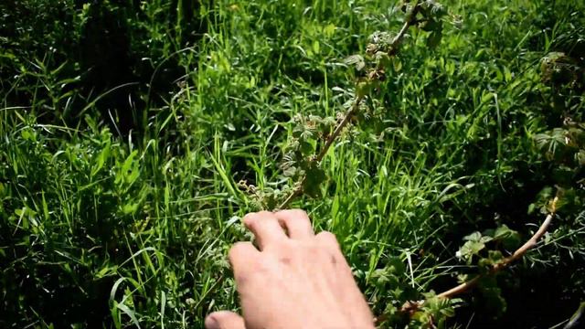 Обзор Моей Лужи и её Окрестностей смотреть онлайн