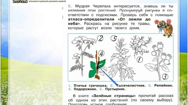 Тест какие бывают растения 2 класс