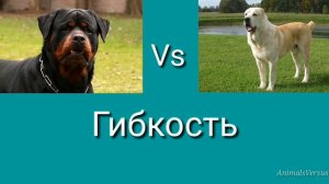 Алабай против Ротвейлер! КТО СИЛЬНЕЕ?
Alabay VS Rottweiler!
WHO IS STRONGER?