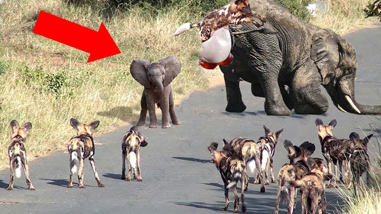 Самые Удивительные Роды у Животных