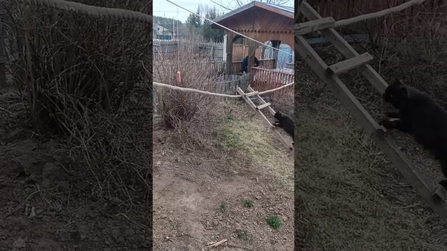 Упорство залог победы кот Алик - добывает сосиску / funny cat