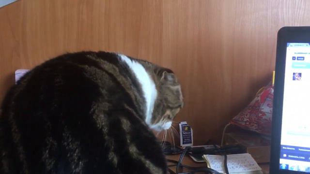 Скоттиш фолд Лева кот. Рабочие моменты. Scottish fold. смотреть онлайн