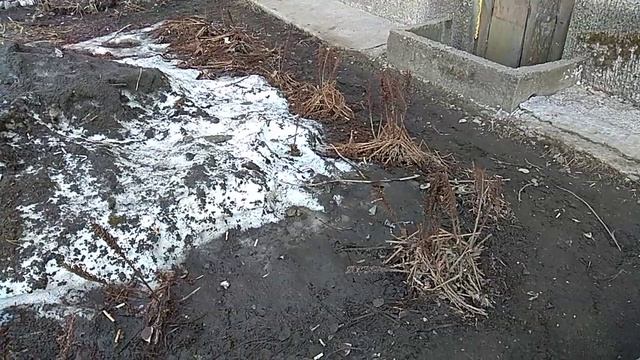 Папоротник Страусник в озеленении весной! Не очень пригляден! Но летом- самый Шикарный из всего!!! смотреть онлайн