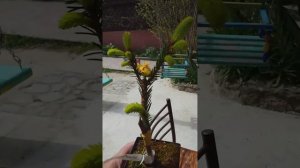 Обзор хвойных . Туя Випкорд (Whipcord) и ель  Голд Дрифт (Gold Drift ).