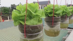 Выращивание салата в пластиковой бутылке