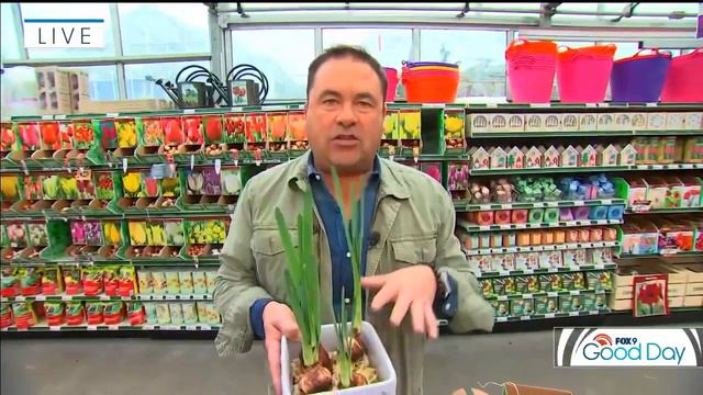 Tips for Forcing Your Bulbs Indoors | Garden Guy Dale смотреть онлайн