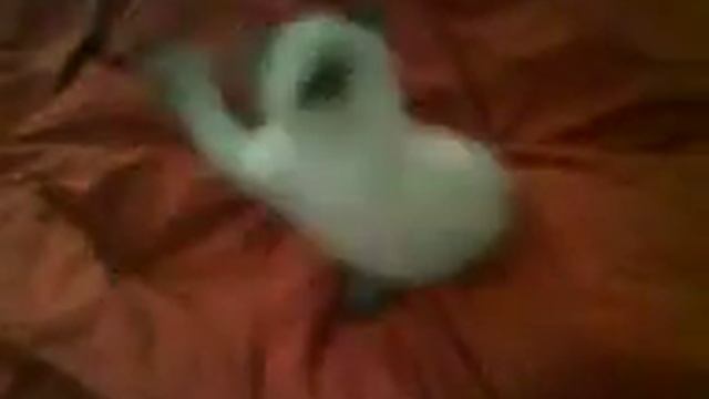 kitten MADNESS смотреть онлайн