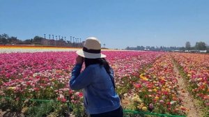 Walking tour of The Flower Fields in Carlsbad California USA