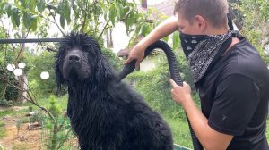 ГРУМИНГ СОБАК🐶 Ньюфаундленда: Гид по Домашнему Грумингу Полное Руководство | Домашний Груминг