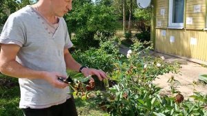 Ряд ВАЖНЫХ ПРОЦЕДУР, которые я обязательно делаю после того,как ОТЦВЕЛИ ПИОНЫ.