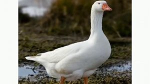 видеозанятие по окружающему миру Домашние животные и птицы