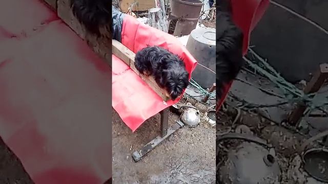 казнить нельзя помиловать. вот думаю где запятую ставить.(2)