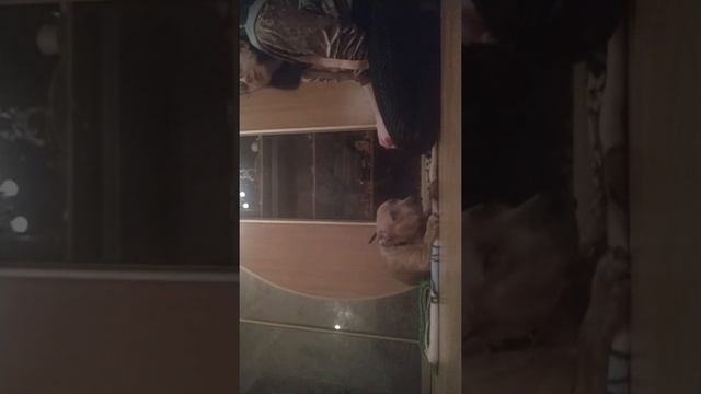 Плед для собаки кроватка смотреть онлайн