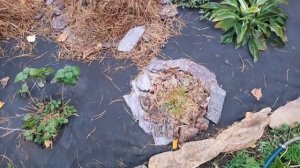 КАК УКРЫВАЮ РОЗЫ и ВИНОГРАД в СИБИРИ!