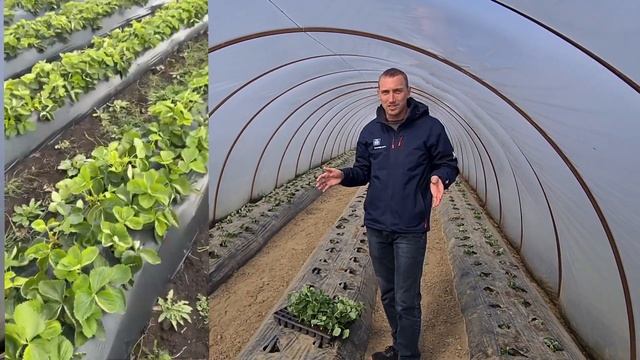 Что делать, если рассаду земляники посадили поздно?