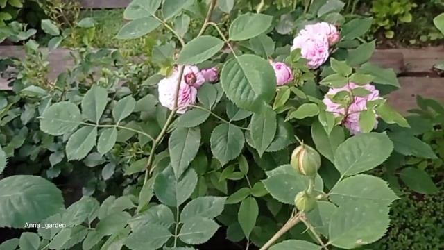 #розы #сад Новинки сада - Жак Картье и Твайлайт Зоун смотреть онлайн