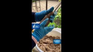 Люля-Кебаб говядина куриные бёдра!