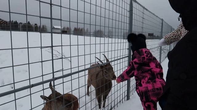 Рускеала. Рускеальский экспресс. Карельский зоопарк. Парк 