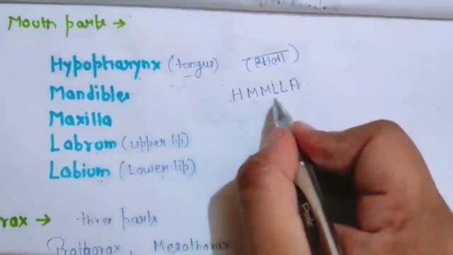 Cockroach (Periplaneta Americana) - Important points for NTA NEET || Trick/Mnemonic