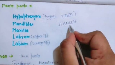 Cockroach (Periplaneta Americana) - Important points for NTA NEET || Trick/Mnemonic