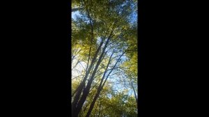 ФЕЕРИЧЕСКОЕ ПАДЕНИЕ подвернула ногу