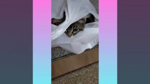 Кот спит в пакете